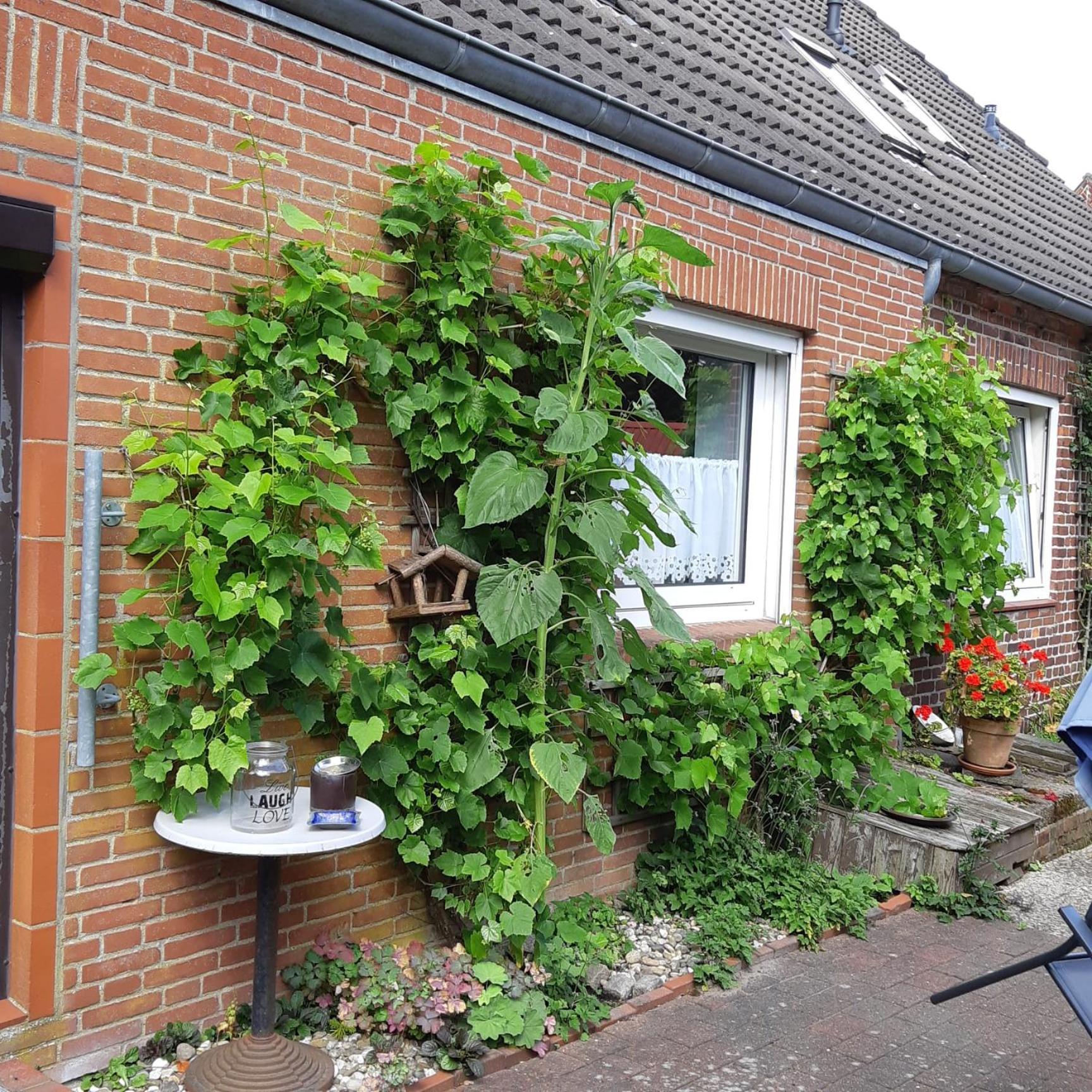 Nordseeferienhaus-Alma Niebull Exterior photo
